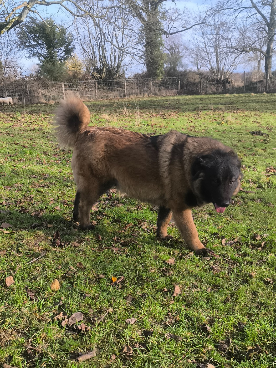 Anastasia da quinta de s fernando