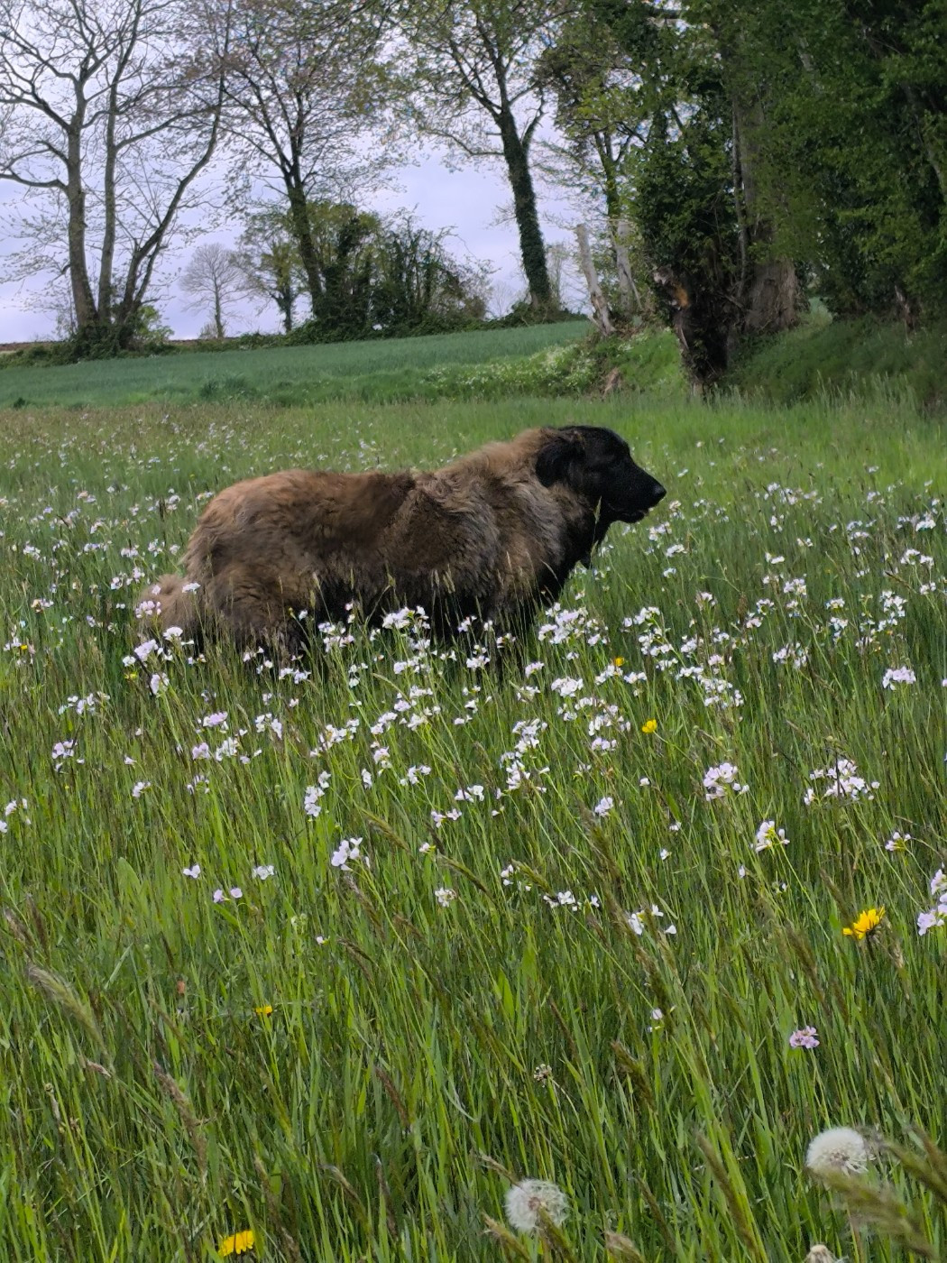 Abigaelle da casa Redonda