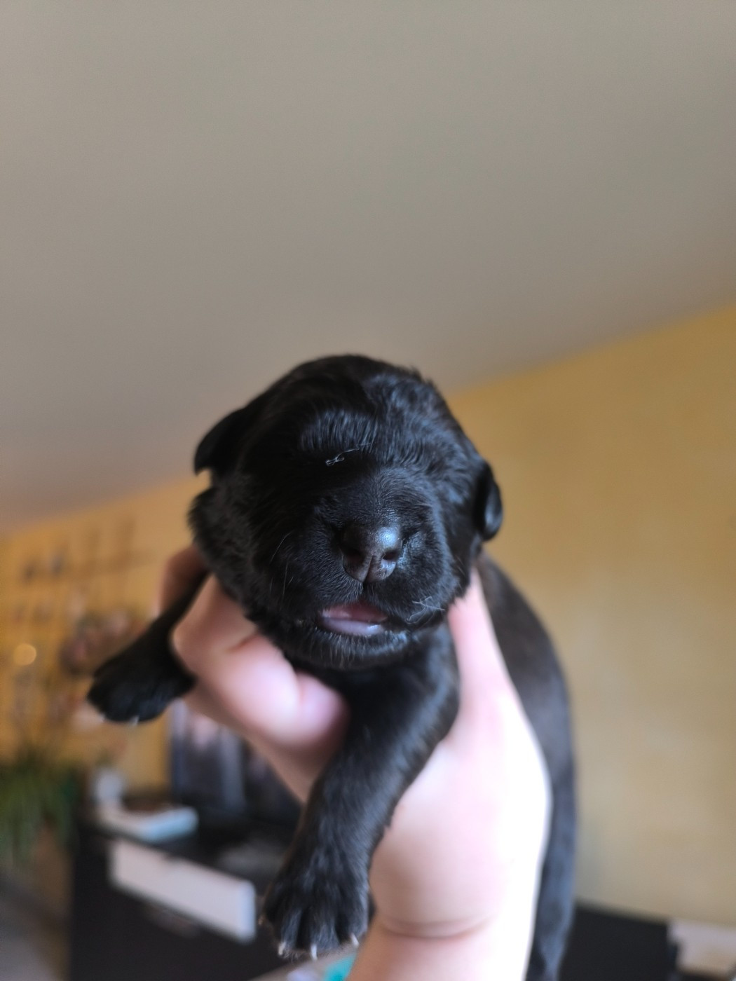 Da Quinta Francesa - Chiots disponibles - Chien de la Serra Estrela