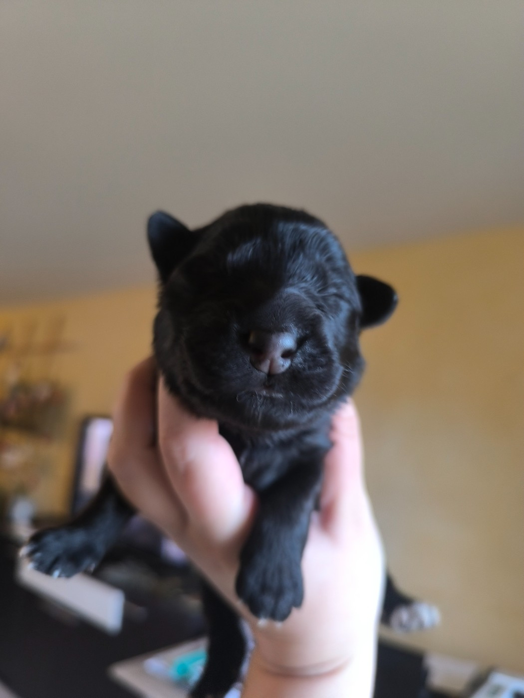 Da Quinta Francesa - Chiots disponibles - Chien de la Serra Estrela