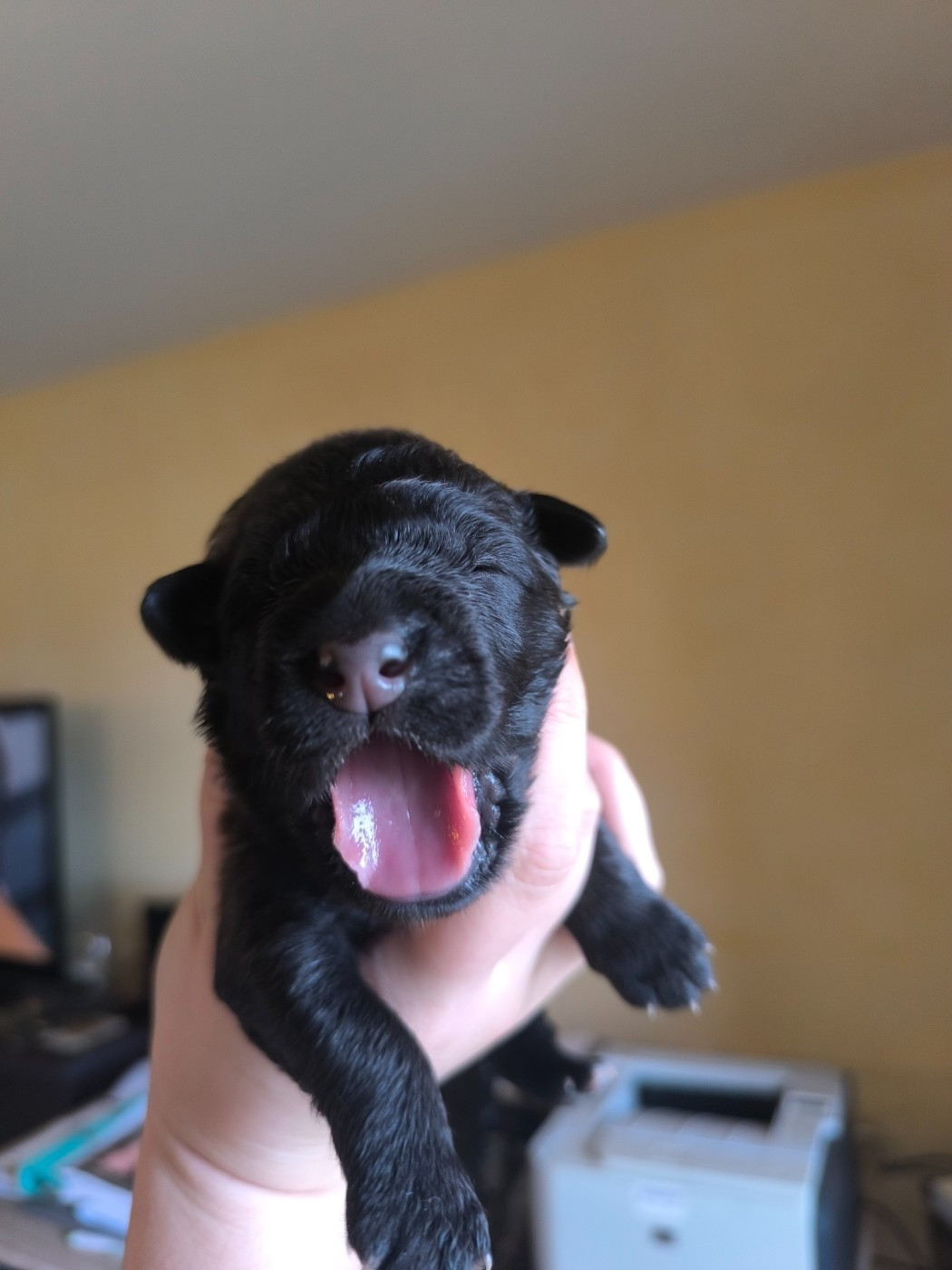 Da Quinta Francesa - Chiots disponibles - Chien de la Serra Estrela