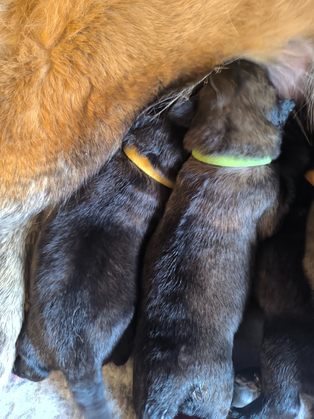 Da Quinta Francesa - Chiots disponibles - Chien de la Serra Estrela