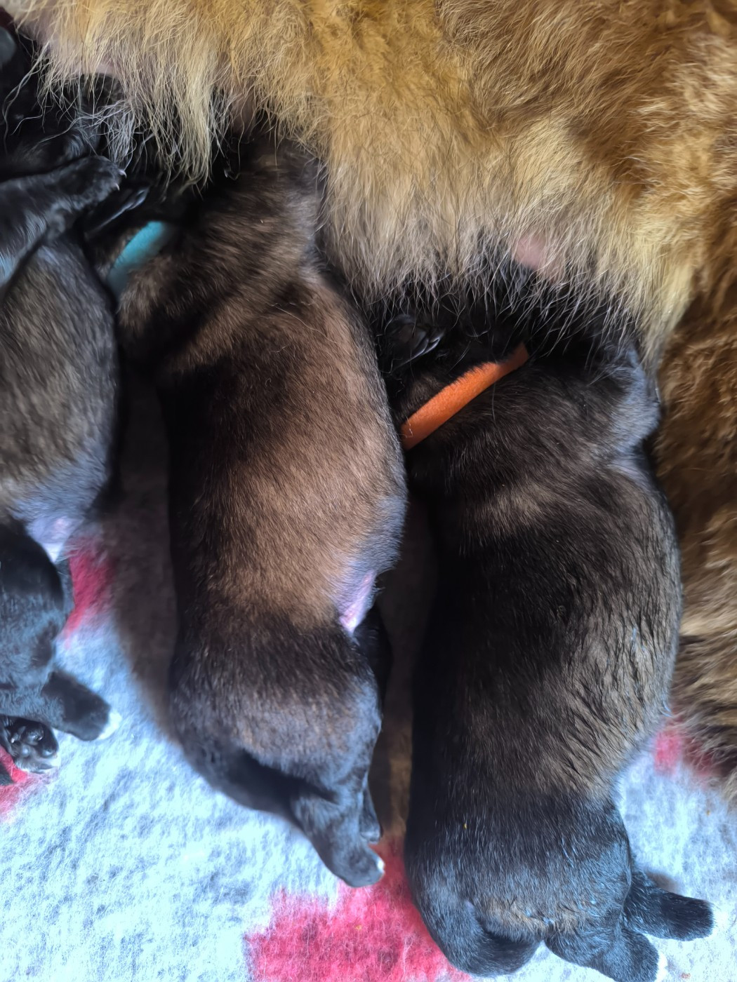 Da Quinta Francesa - Chiots disponibles - Chien de la Serra Estrela