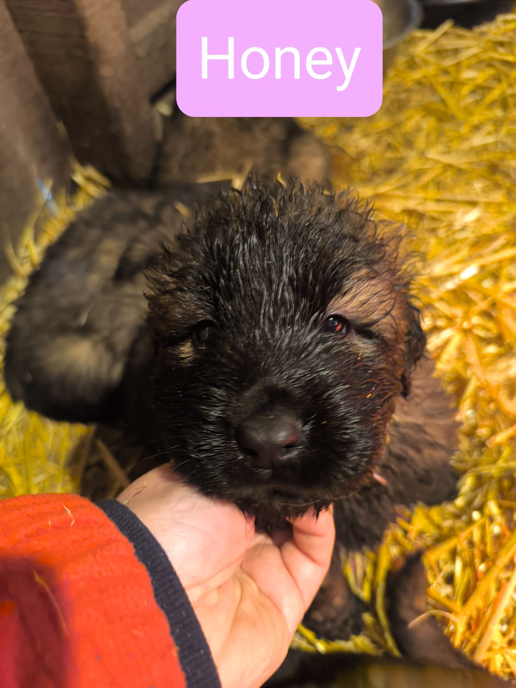 Da Quinta Francesa - Chiots disponibles - Chien de la Serra Estrela