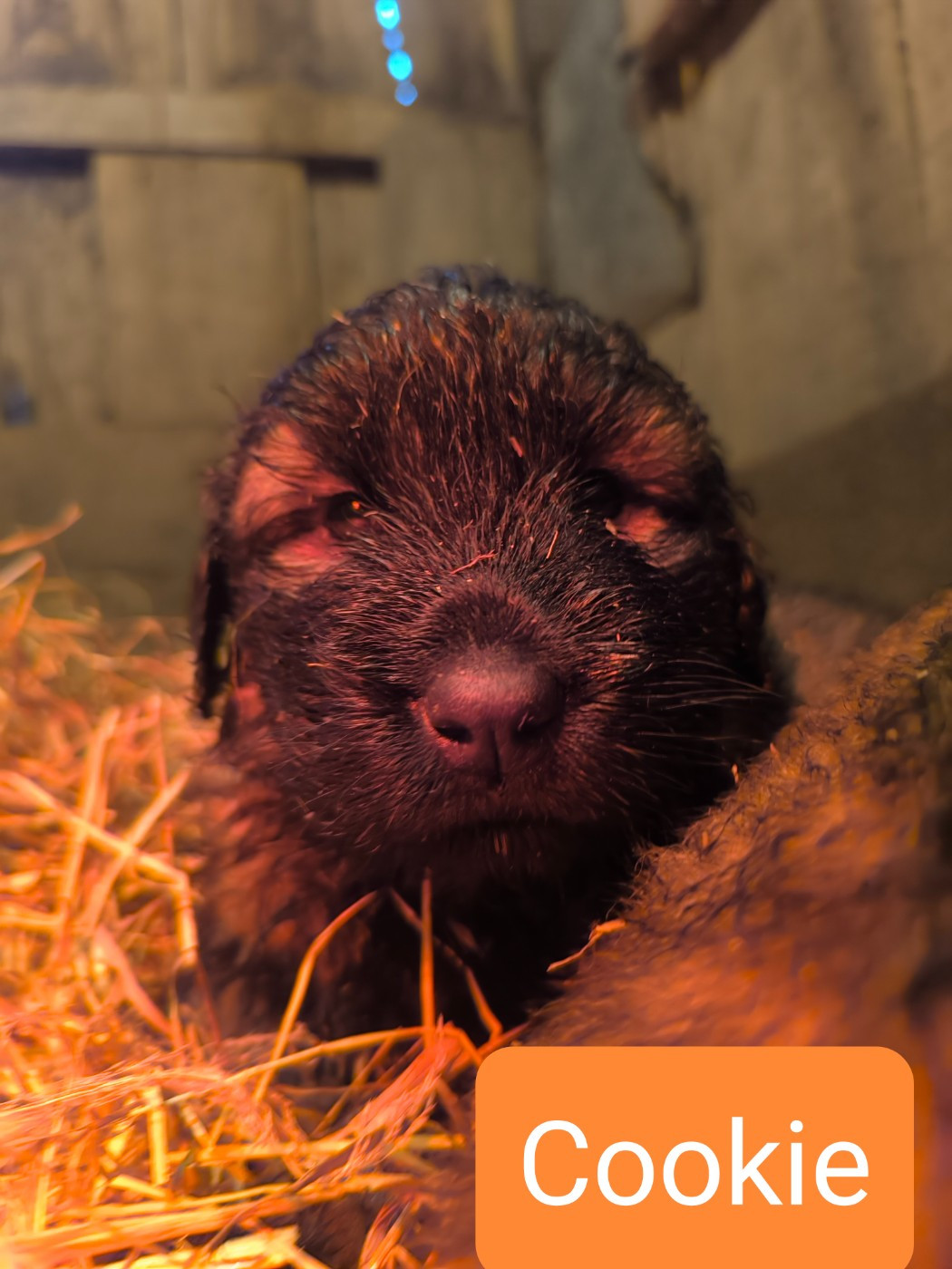 Da Quinta Francesa - Chiots disponibles - Chien de la Serra Estrela