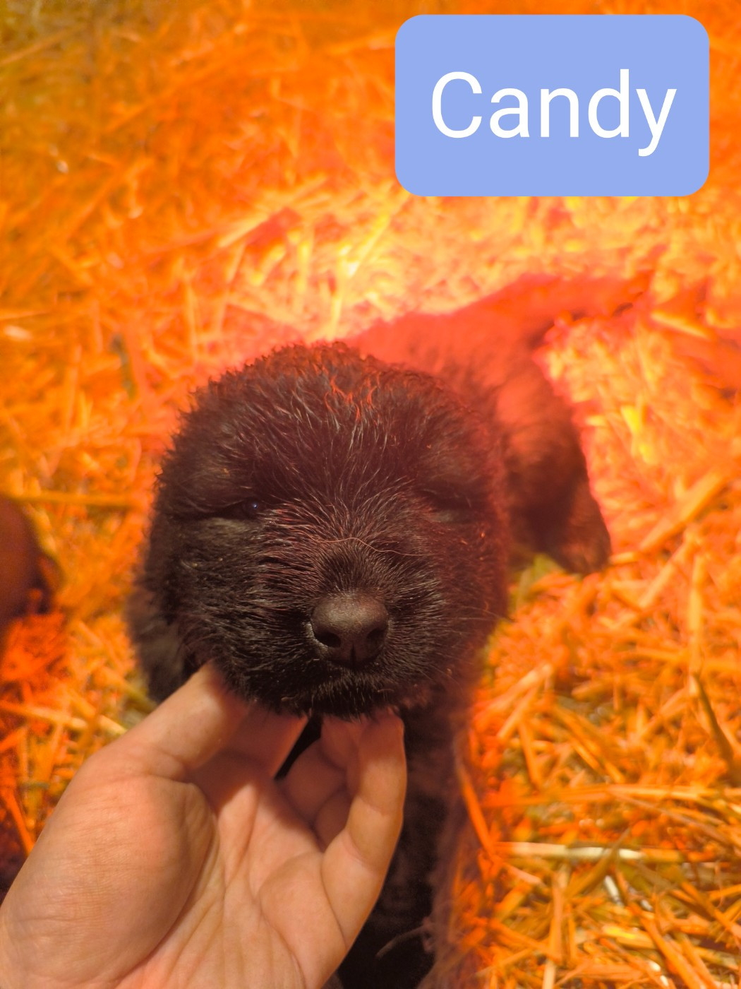 Da Quinta Francesa - Chiots disponibles - Chien de la Serra Estrela