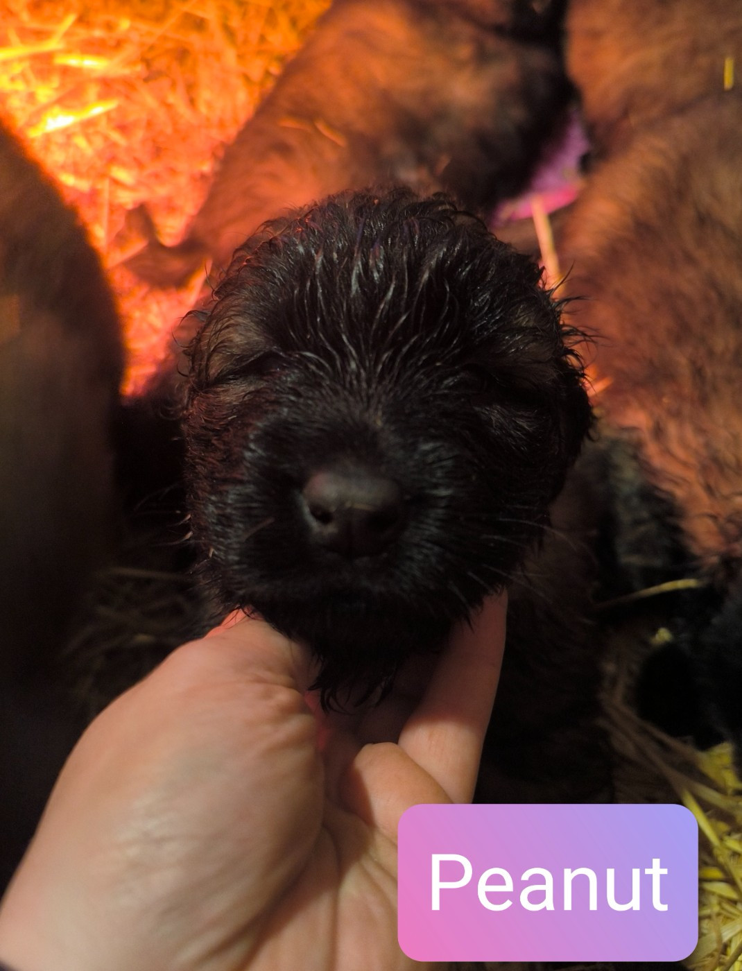 Da Quinta Francesa - Chiots disponibles - Chien de la Serra Estrela