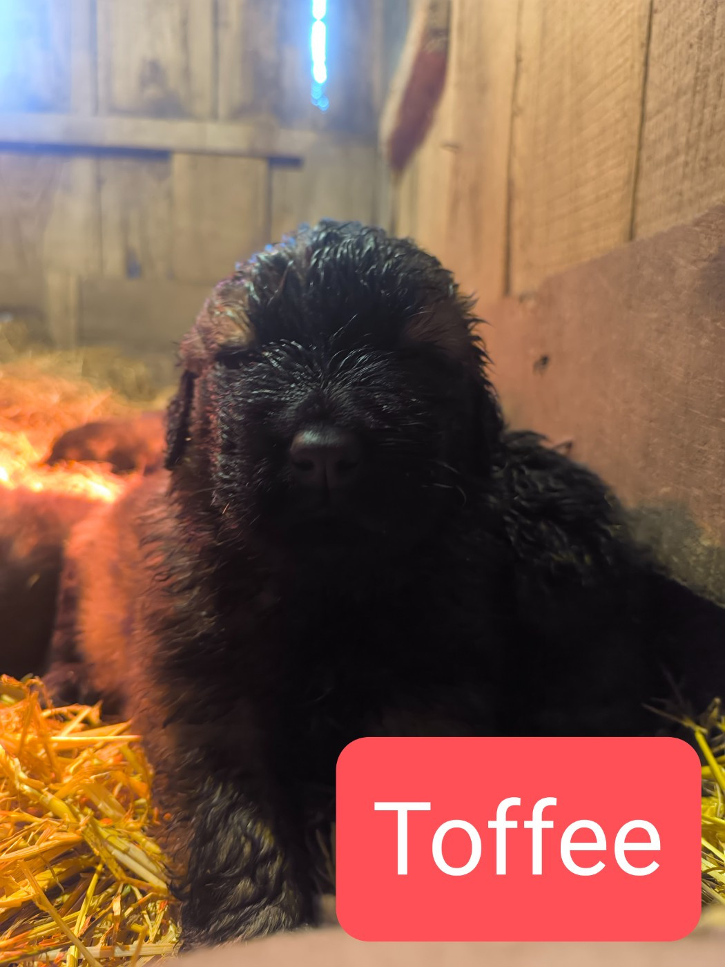 Da Quinta Francesa - Chiots disponibles - Chien de la Serra Estrela