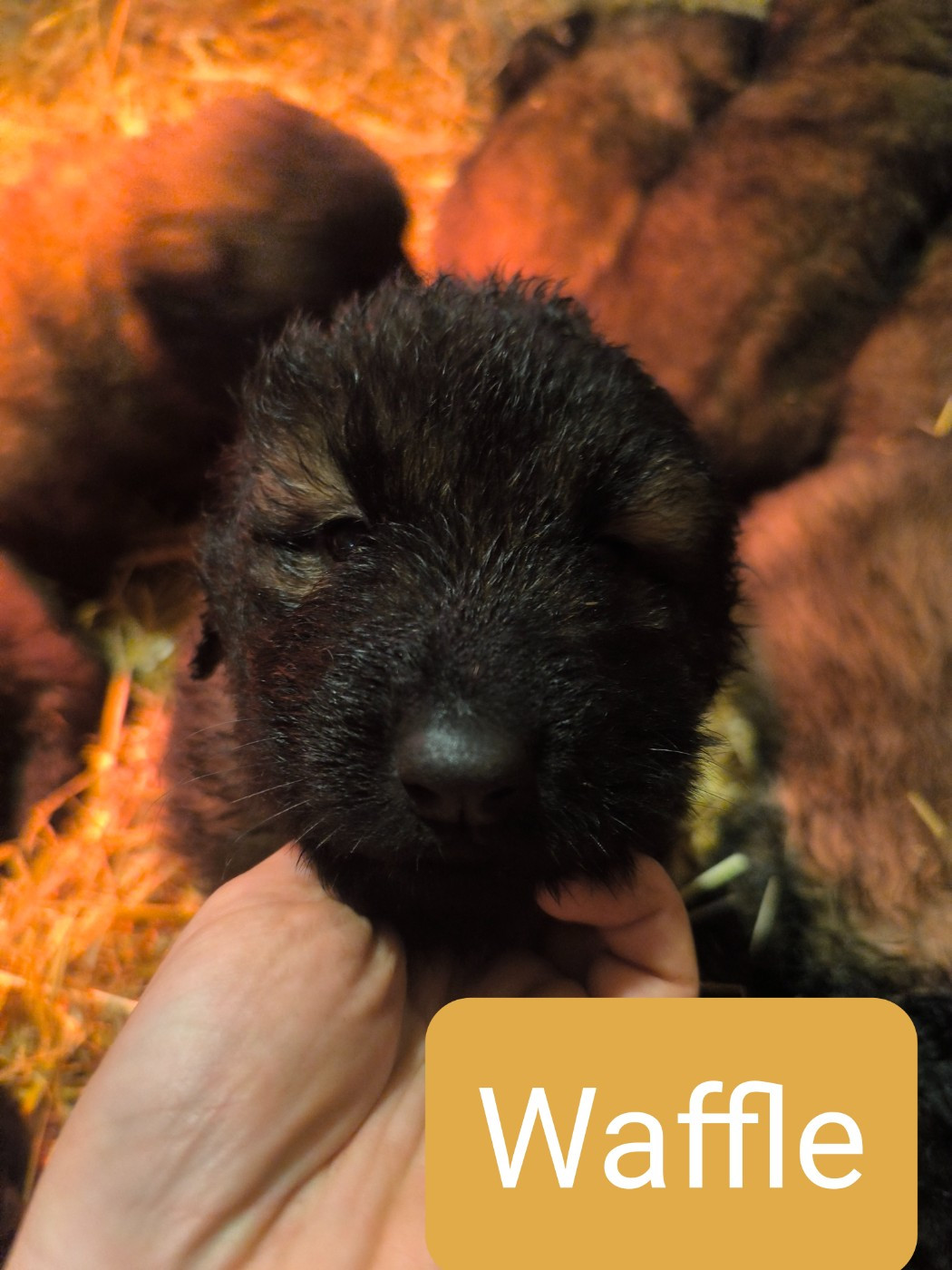 Da Quinta Francesa - Chiots disponibles - Chien de la Serra Estrela